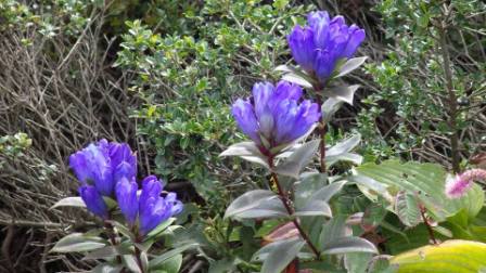 冠山へのにしこさんのレビュー写真