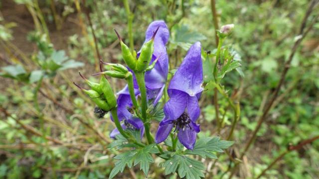 伊吹山へのにしこさんのレビュー写真