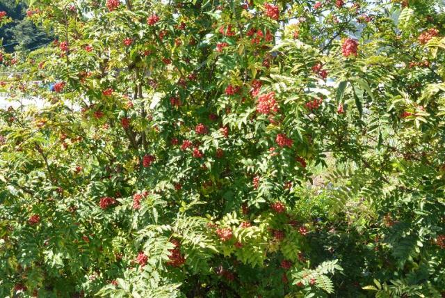 ポトフへのレッツなシニアさんのレビュー写真