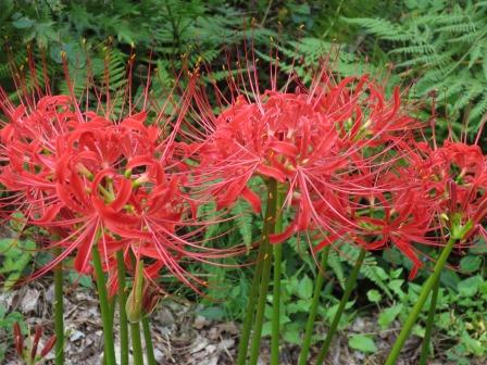 大智寺へのジェミニさんのレビュー写真