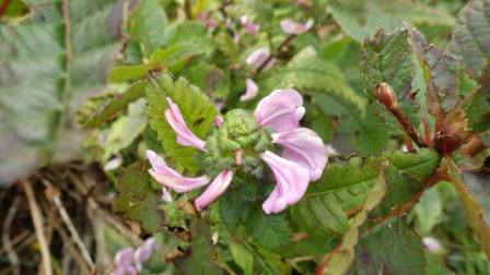冠山へのにしこさんのレビュー写真