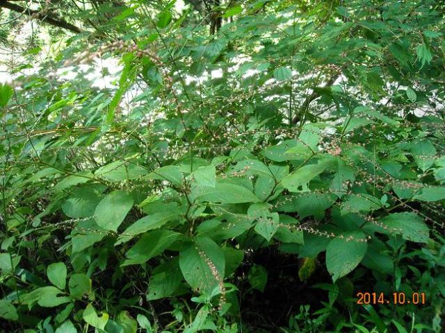 ごろごろの滝へのレッツなシニアさんのレビュー写真
