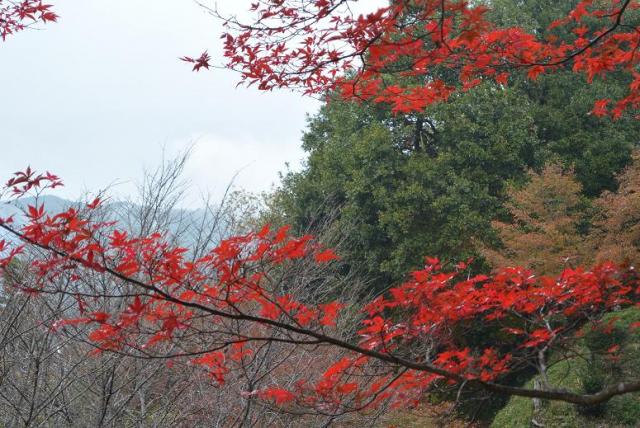 郡上八幡城へのレッツなシニアさんのレビュー写真