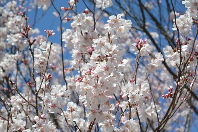 日本ライン うぬまの森へのレッツなシニアさんのレビュー写真