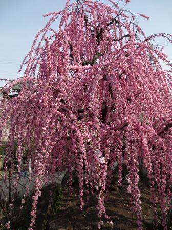 光受寺へのジェミニさんのレビュー写真
