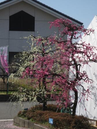 安八百梅園へのジェミニさんのレビュー写真