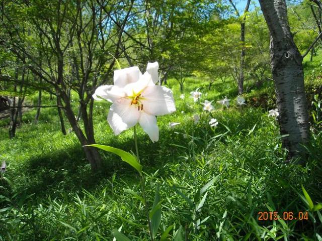 蘭丸ふる里の森へのレッツなシニアさんのレビュー写真