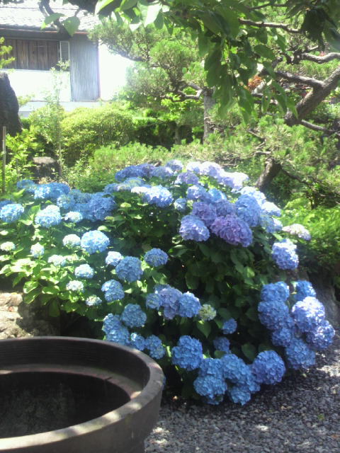 駒へのポニョさんのレビュー写真