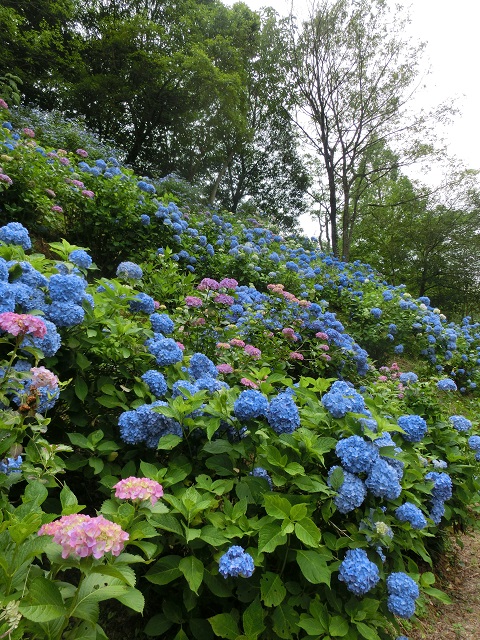 みのかも健康の森へのレッツなミドルさんのレビュー写真