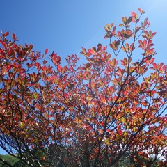 白草山へのにしこさんのレビュー写真