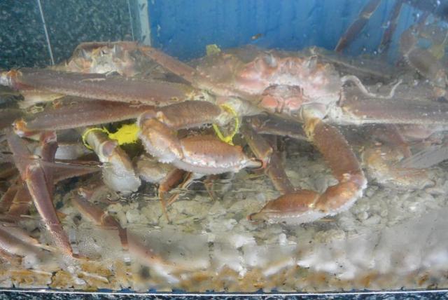 越前かに料理 丸福寿しへのレッツなシニアさんのレビュー写真