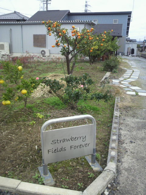 Strawberry Fields Foreverへのポニョさんのレビュー写真