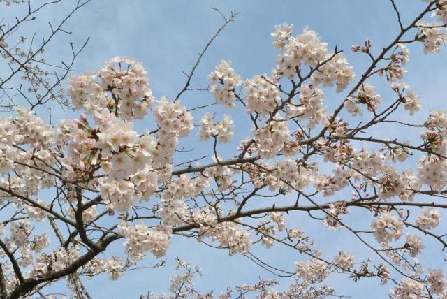 三井山へのレッツなシニアさんのレビュー写真