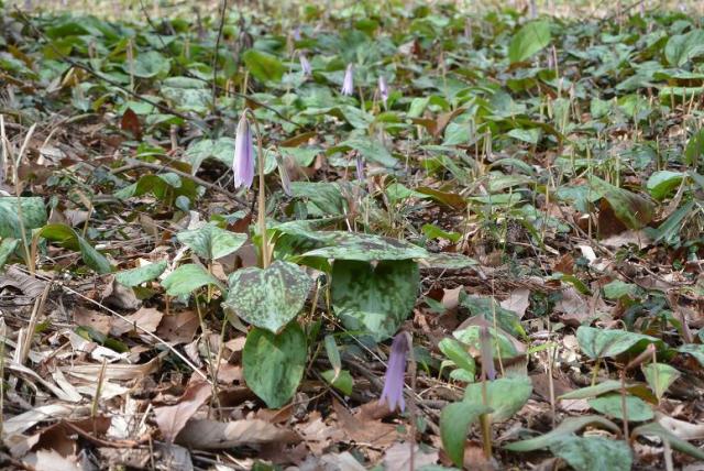 可児川下流域自然公園 可児 カタクリ群生地へのレッツなシニアさんのレビュー写真