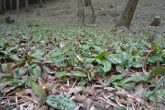 可児川下流域自然公園 可児 カタクリ群生地へのレッツなシニアさんのレビュー写真