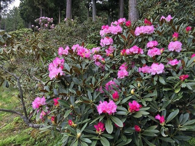 田嶋農園への瀬戸の人さんのレビュー写真