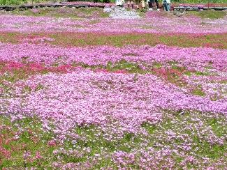 國田家の芝桜へのにしこさんのレビュー写真