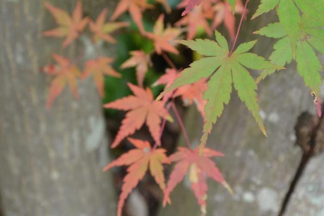 県営各務原公園へのレッツなシニアさんのレビュー写真