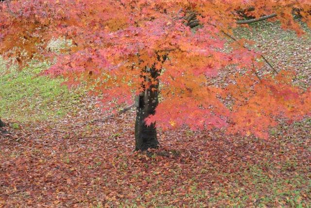 岐阜県百年公園へのレッツなシニアさんのレビュー写真