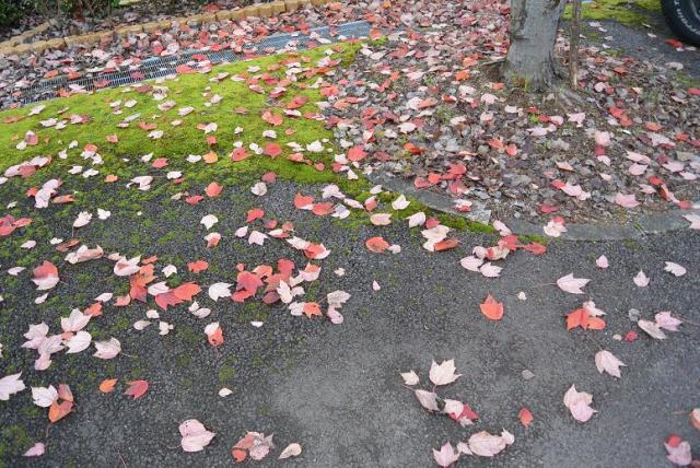 道の駅 茶の里 東白川へのレッツなシニアさんのレビュー写真