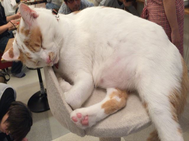 こねこカフェ sanctuaryのレポート写真1（レッツなシニア）