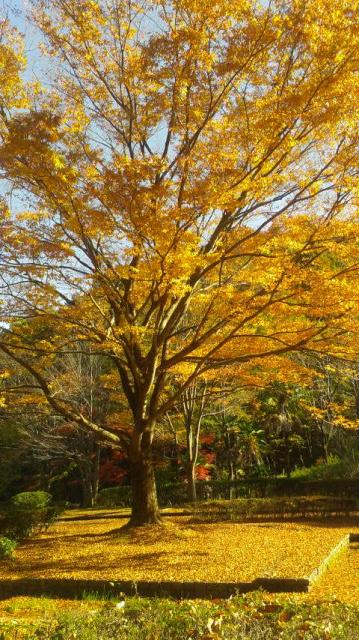 岐阜県百年公園へのポニョさんのレビュー写真