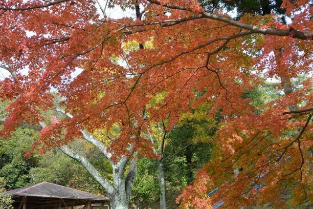 県営各務原公園へのレッツなシニアさんのレビュー写真