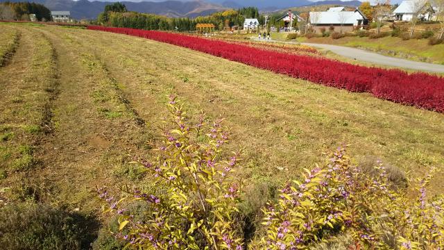 ひるがの高原　牧歌の里へのめるさんのレビュー写真