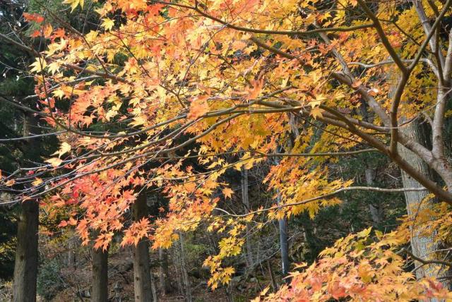 佐見川峡へのレッツなシニアさんのレビュー写真