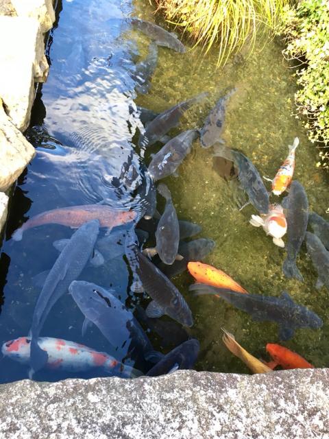道の駅 古今伝授の里やまとのレポート写真3（マロン）