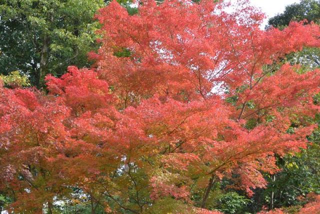 県営各務原公園へのレッツなシニアさんのレビュー写真
