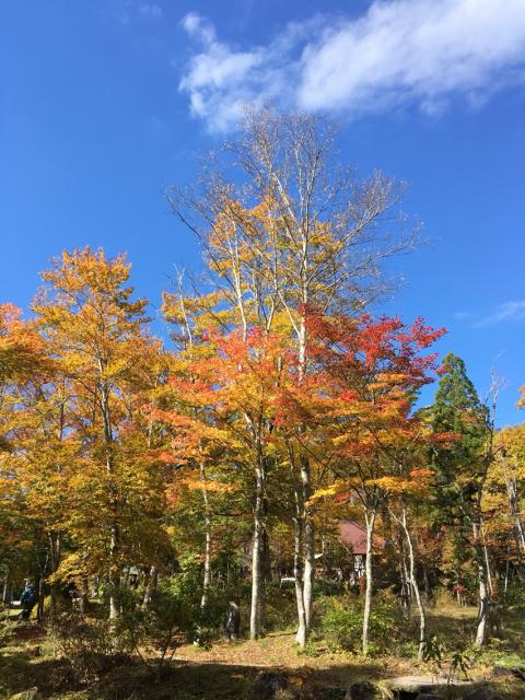 ひるがの分水嶺公園へのマロンさんのレビュー写真