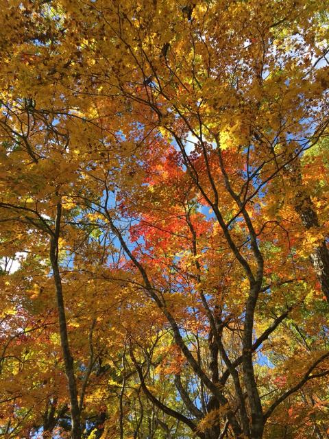 ひるがの分水嶺公園へのマロンさんのレビュー写真