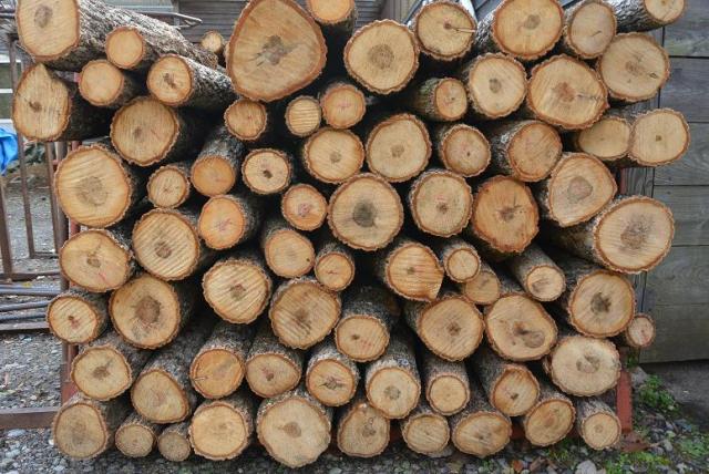 しいたけブラザーズへのレッツなシニアさんのレビュー写真