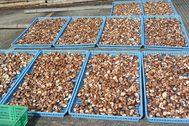 しいたけブラザーズへのレッツなシニアさんのレビュー写真