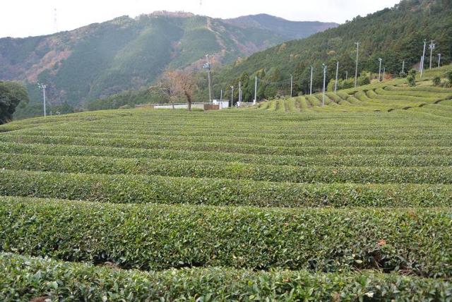 春日上ヶ流 御所の馬場(天空の茶畑)へのレッツなシニアさんのレビュー写真