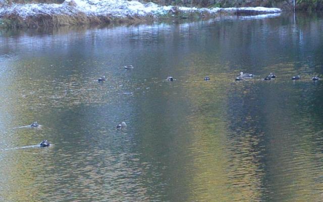 松尾池へのレッツなシニアさんのレビュー写真