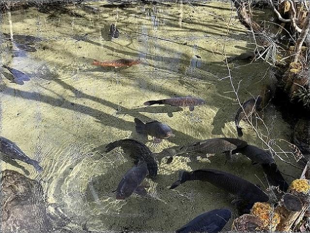 湯之島ラジウム鉱泉保養所 ローソク温泉への瀬戸の人さんのレビュー写真