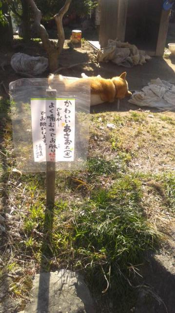 吉川養鶏 COCCOPURIOのレポート写真4（ポニョ）