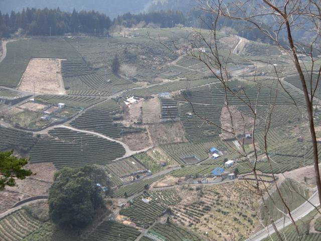 春日上ヶ流 御所の馬場(天空の茶畑)へのレッツなミドルさんのレビュー写真