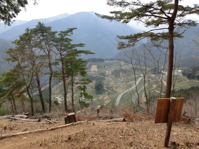 春日上ヶ流 御所の馬場(天空の茶畑)へのレッツなミドルさんのレビュー写真