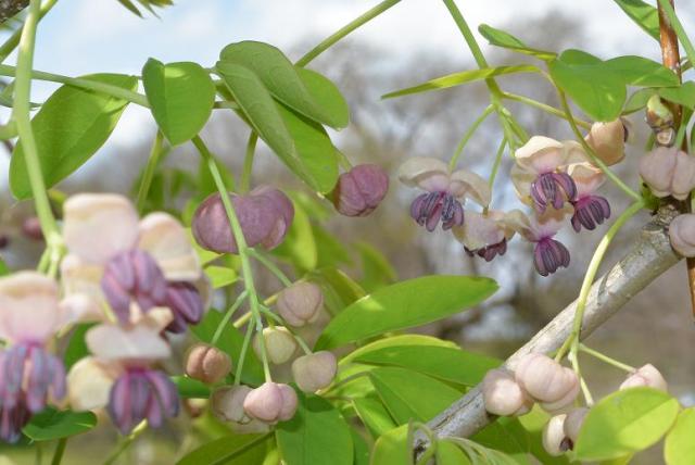 笠松トンボ天国へのレッツなシニアさんのレビュー写真