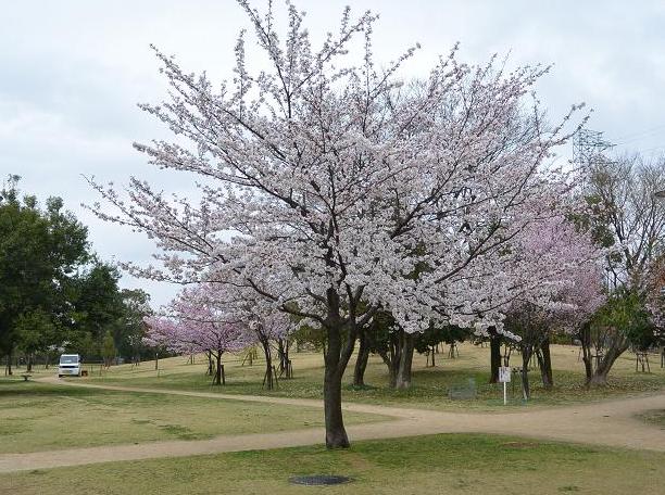 学びの森プロムナードへのレッツなシニアさんのレビュー写真