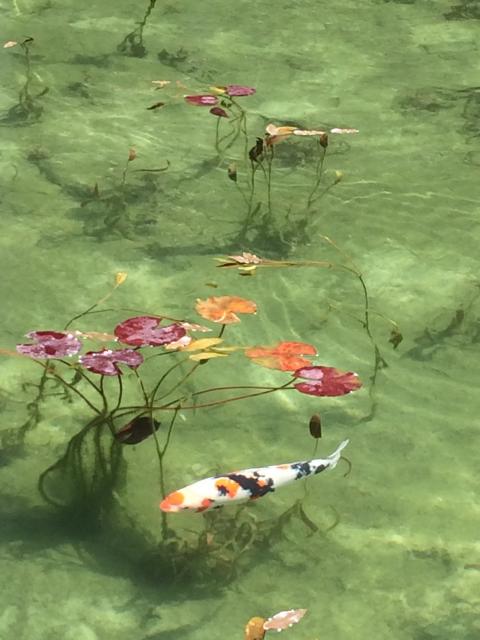 根道神社へのえころんさんのレビュー写真
