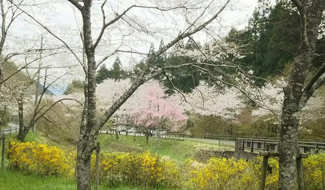 寺尾ヶ原千本桜公園へのめるさんのレビュー写真
