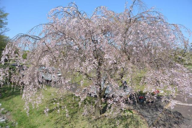 前渡猿尾提へのレッツなシニアさんのレビュー写真