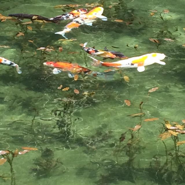 根道神社へのえころんさんのレビュー写真