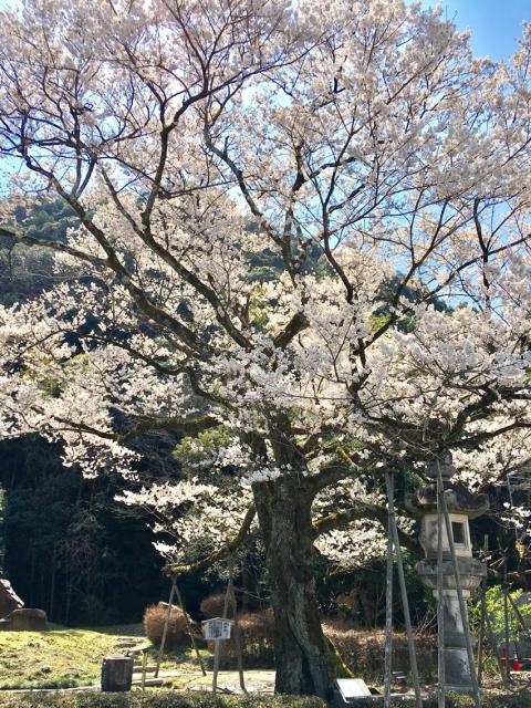 岐阜護國神社へのマロンさんのレビュー写真