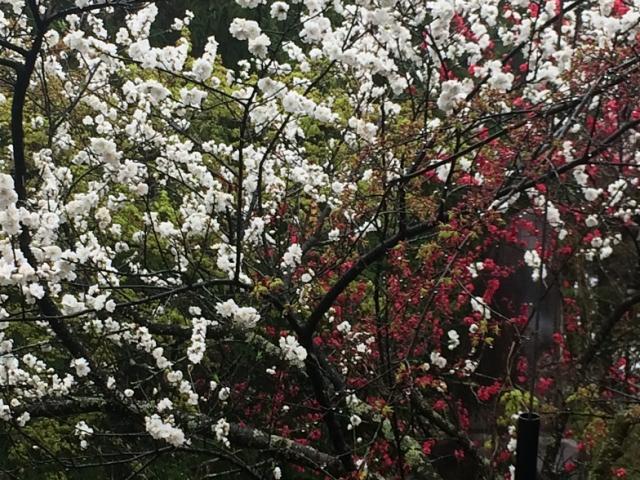 天皇林公園へのラッキールーラーじゃんさんのレビュー写真
