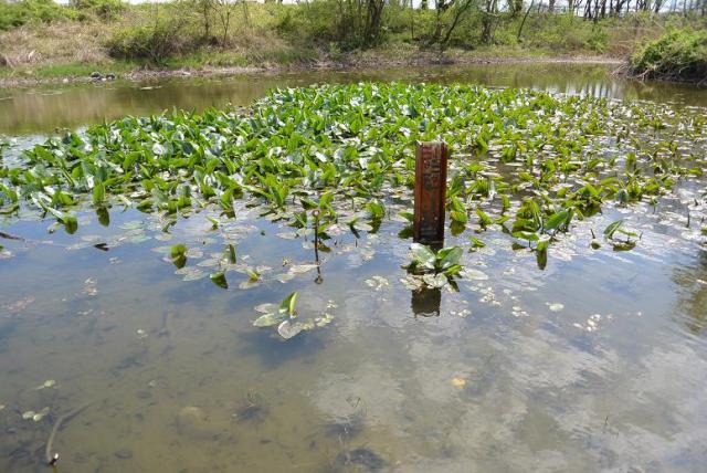 笠松トンボ天国へのレッツなシニアさんのレビュー写真